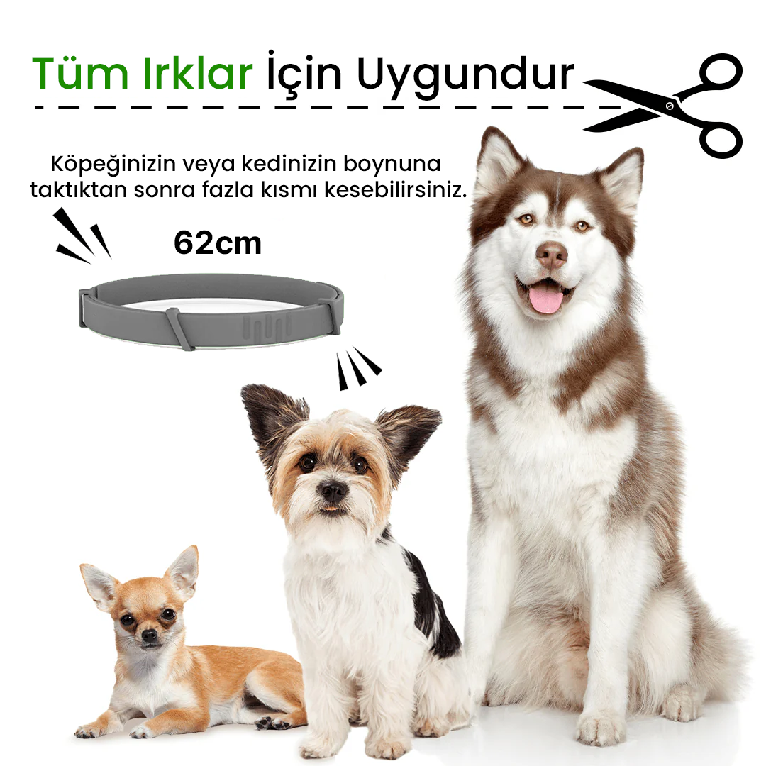 Köpek-Kedi Pire Kene Tasması