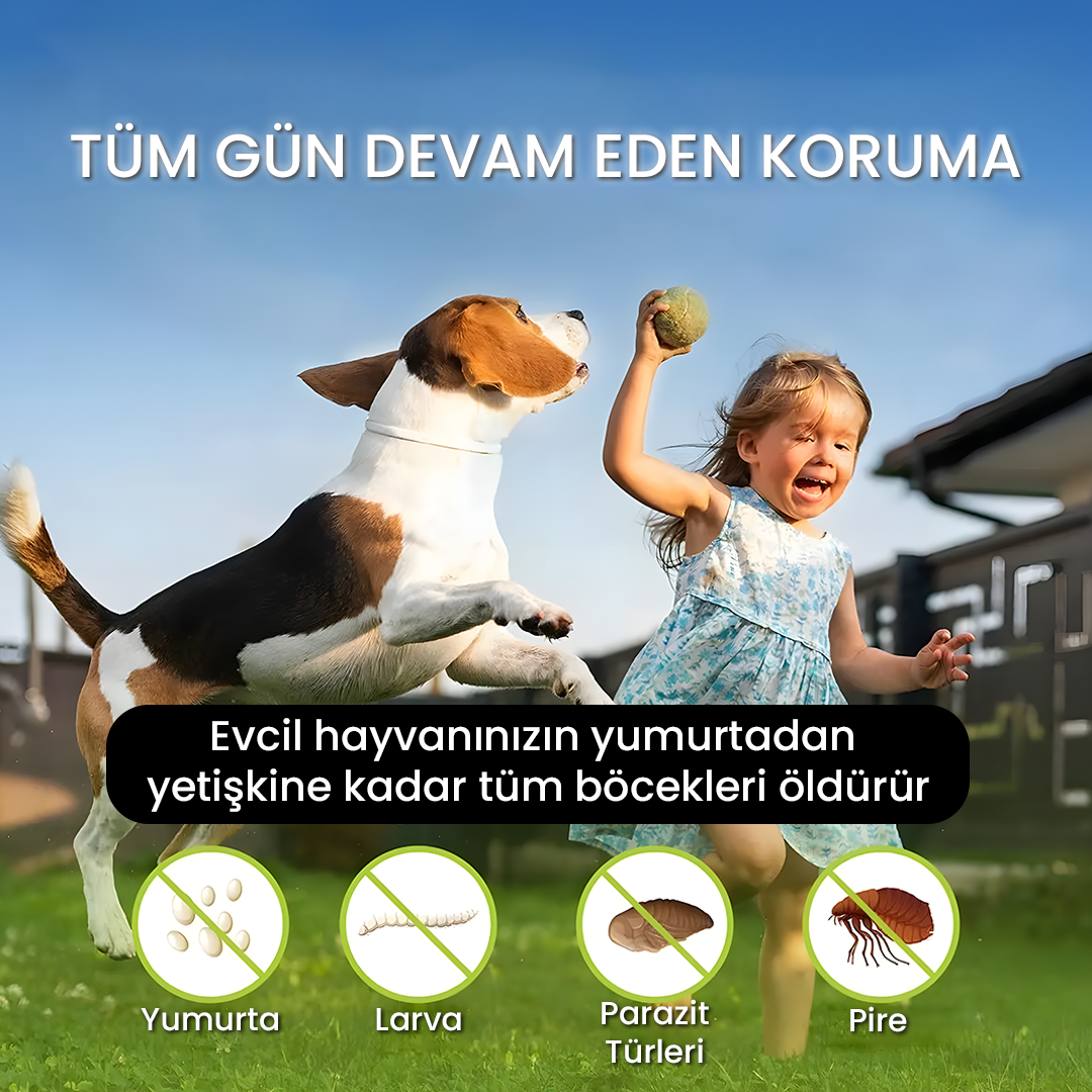 Köpek-Kedi Pire Kene Tasması